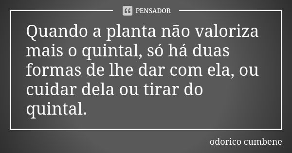 Quando a planta não valoriza mais o quintal, só há duas formas de lhe dar com ela, ou cuidar dela ou tirar do quintal.... Frase de Odorico Cumbene.