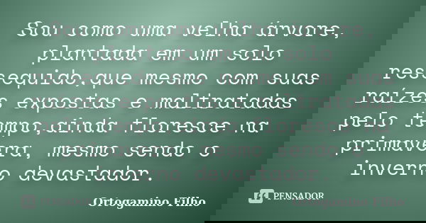 Sou como uma velha árvore, plantada em um solo ressequido,que mesmo com suas raízes expostas e maltratadas pelo tempo,ainda floresce na primavera, mesmo sendo o... Frase de Ortogamino Filho.