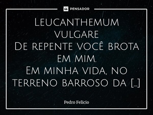 ⁠Leucanthemum vulgare De repente você brota em mim. Em minha vida, no terreno barroso da minha existência, E traz o sol para secar o solo e iluminar os trieiros... Frase de Pedro Felicio.