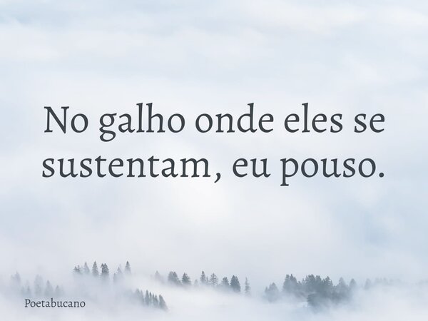 No galho onde eles se sustentam, eu pouso.... Frase de Poetabucano.