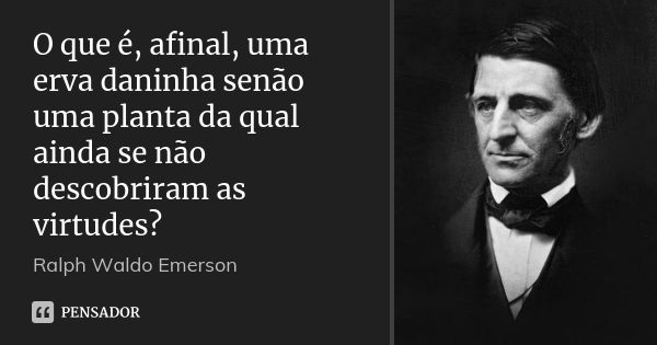 O que é, afinal, uma erva daninha senão uma planta da qual ainda se não descobriram as virtudes?... Frase de Ralph Waldo Emerson.