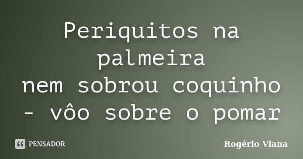 Periquitos na palmeira nem sobrou coquinho - vôo sobre o pomar... Frase de Rogério Viana.