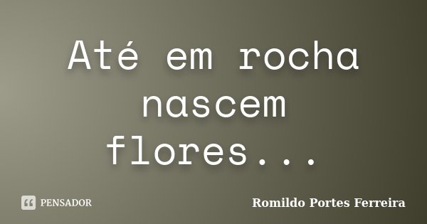 Até em rocha nascem flores...... Frase de Romildo Portes Ferreira.