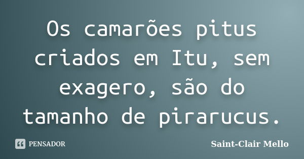 Os camarões pitus criados em Itu, sem exagero, são do tamanho de pirarucus.... Frase de Saint-Clair Mello.