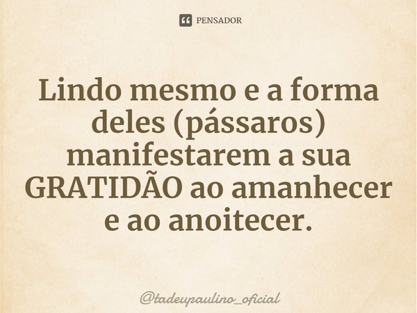 ⁠Lindo mesmo e a forma deles (pássaros) manifestarem a sua GRATIDÃO ao amanhecer e ao anoitecer.... Frase de tadeupaulino_oficial.
