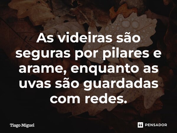 As videiras são seguras por pilares e arame, enquanto as uvas são guardadas com redes.... Frase de Tiago Miguel.