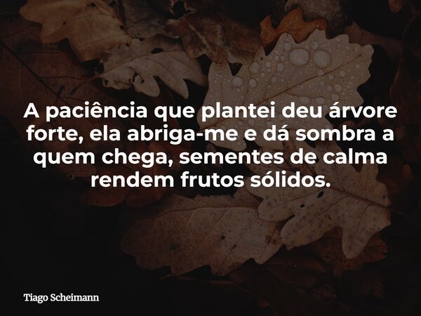 A paciência que plantei deu árvore forte, ela abriga-me e dá sombra a quem chega, sementes de calma rendem frutos sólidos.... Frase de Tiago Scheimann.