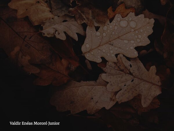 Peço desculpas por te procurar mais uma vez, mas há momentos em que o silêncio se torna um fardo pesado demais para se carregar sozinho. Senti que precisava dei... Frase de Valdir Enéas Mororó Junior.