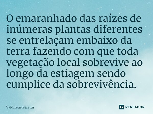 ⁠O emaranhado das raízes de inúmeras plantas diferentes se entrelaçam embaixo da terra fazendo com que toda vegetação local sobrevive ao longo da estiagem sendo... Frase de Valdirene Pereira.