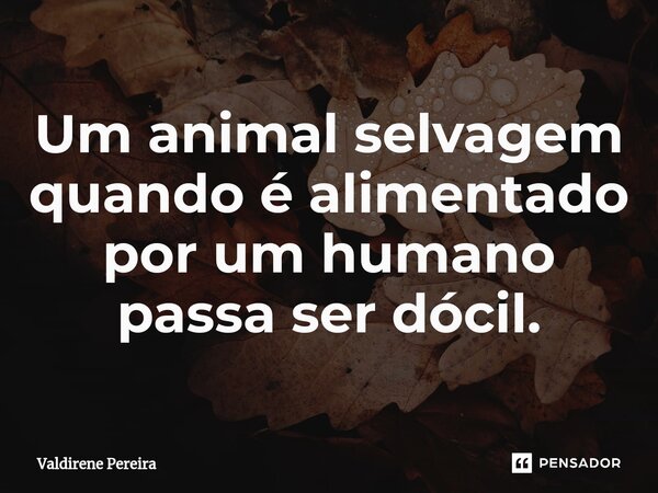 ⁠Um animal selvagem quando é alimentado por um humano passa ser dócil.... Frase de Valdirene Pereira.