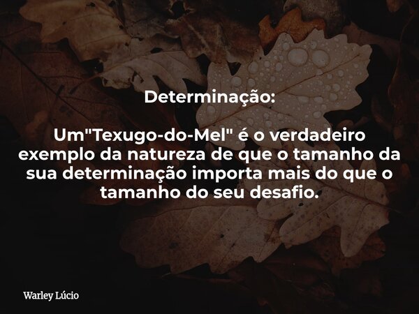 Determinação: ⁠Um "Texugo-do-Mel" é o verdadeiro exemplo da natureza de que o tamanho da sua determinação importa mais do que o tamanho do seu desafio... Frase de Warley Lúcio.