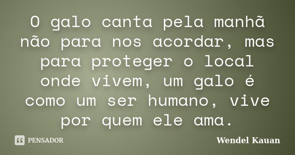 O galo canta pela manhã não para nos acordar, mas para proteger o local onde vivem, um galo é como um ser humano, vive por quem ele ama.... Frase de Wendel Kauan.