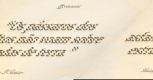 “Os pássaros dos asfaltos não voam sobre estradas de terra.”... Frase de Wesley D'Amico.