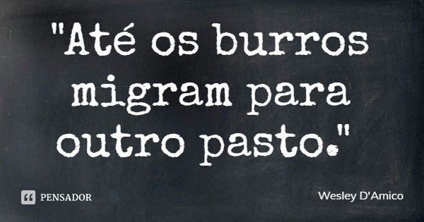 "Até os burros migram para outro pasto."... Frase de Wesley D'Amico.