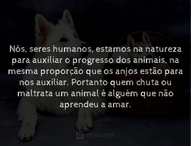 Nós, seres humanos, estamos na natureza para auxiliar o progresso dos animais, na mesma proporção que os anjos estão para nos auxiliar. Portanto quem chuta ou maltrata um animal é alguém que não aprendeu a amar. Chico Xavier