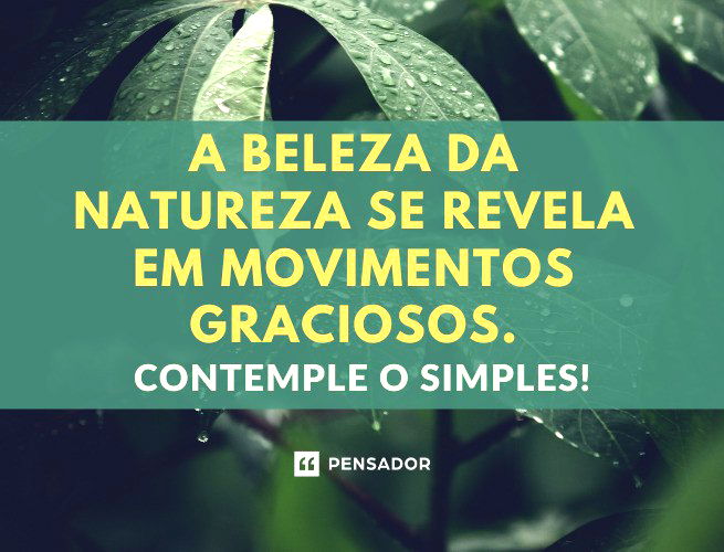 A beleza da natureza se revela em movimentos graciosos. Contemple o simples!