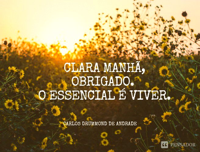 Clara manhã, obrigado. O essencial é viver.