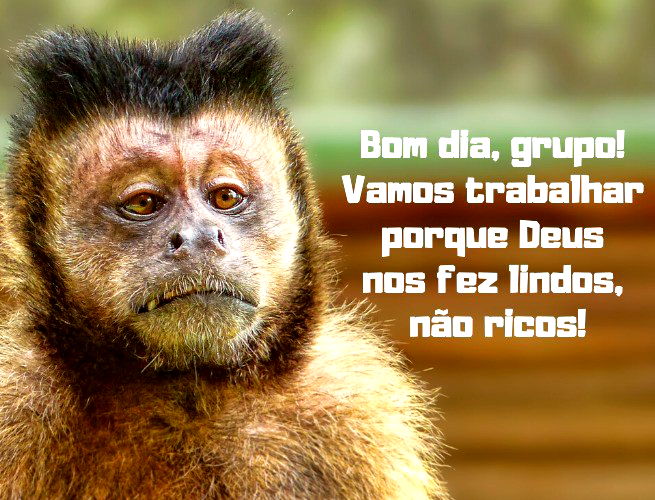 73 frases engraçadas para fotos que demonstram bom humor 🤣 - Pensador