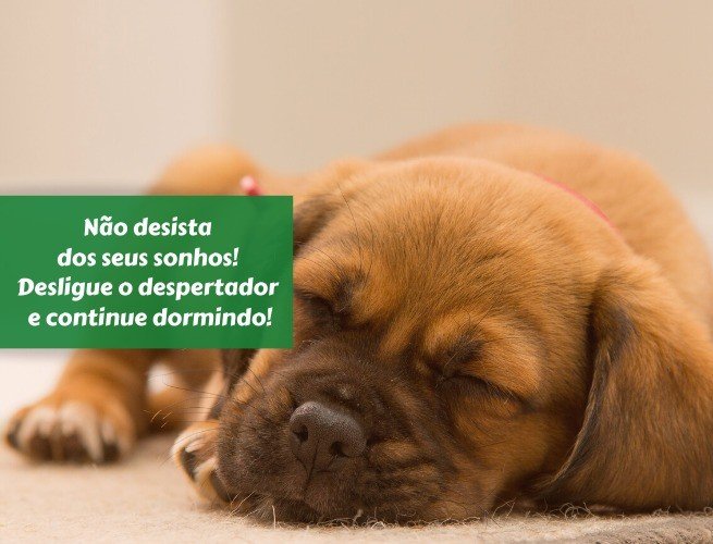Featured image of post Whatsapp Frases Engra adas De Bom Dia Procure que cada nova manh seja um recome o na sua vida