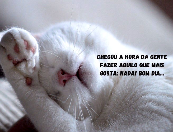 Bom dia engraçado! 30 frases para começar o dia com humor 😂 - Pensador