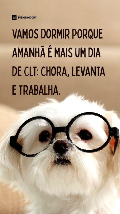 Cachorrinho branco usando óculos preto.