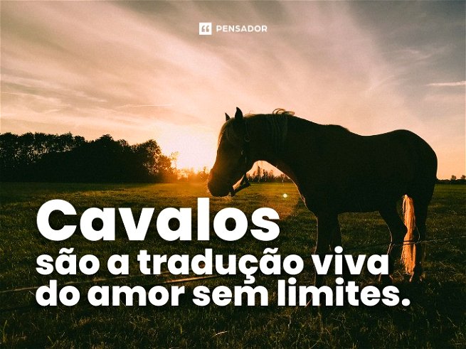 Cavalos são a tradução viva do amor sem limites. 