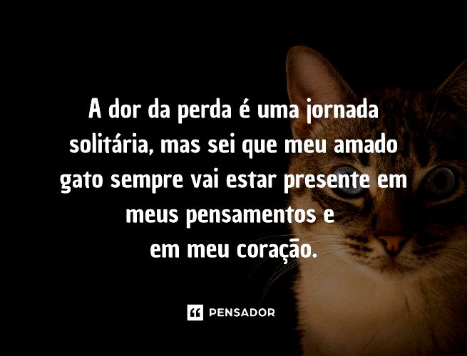 Por que meu gato está triste? – Se Meu Pet Falasse…