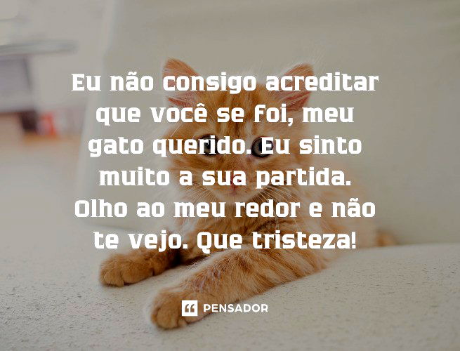 Por que meu gato está triste? – Se Meu Pet Falasse…