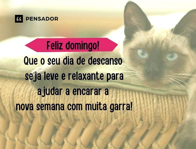 Gato deitado em uma almofada.