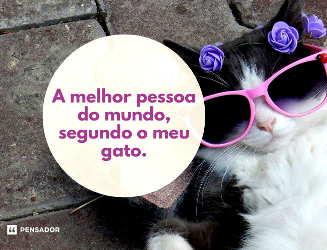 A melhor pessoa do mundo, segundo o meu gato.