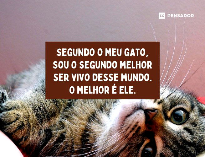 45 frases engraçadas para status do WhatsApp - Pensador