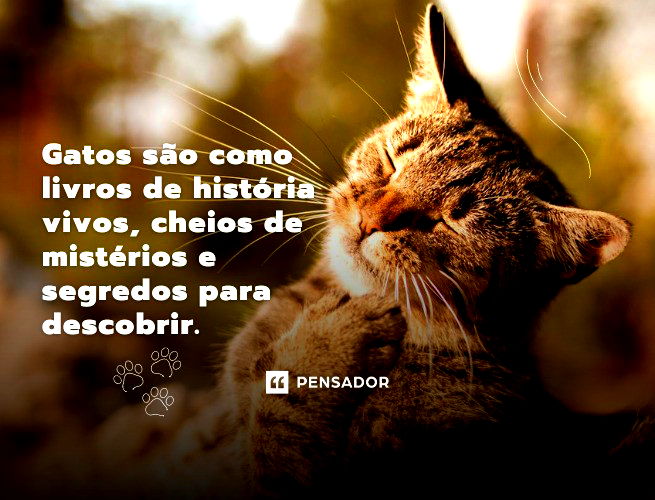 22 frases sobre gatos para quem ama esses felinos ? - Pensador