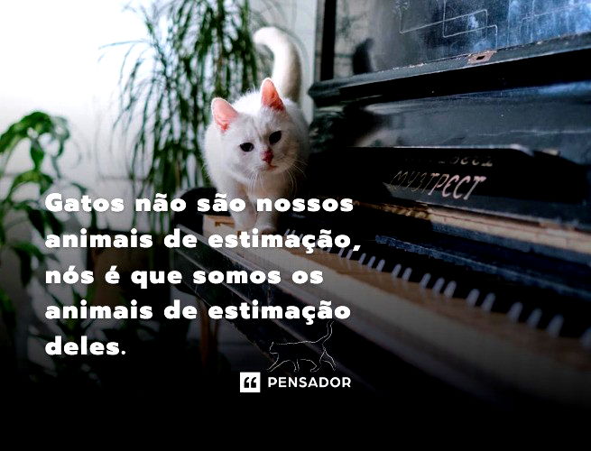 Cães e Gatos – Mistério…