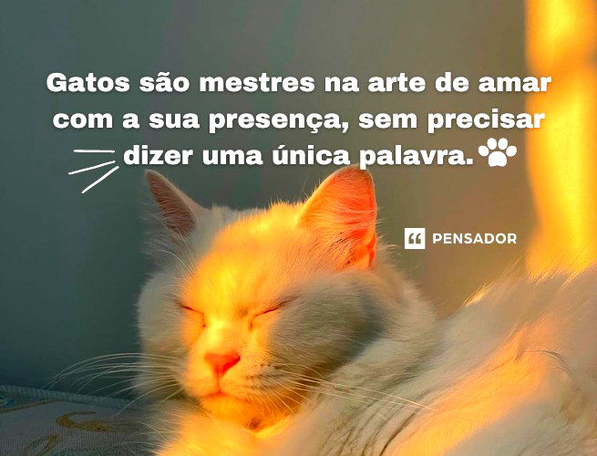 Gatita Tumblr ❤️  Fotos de animais fofos, Fotos de gatinhos