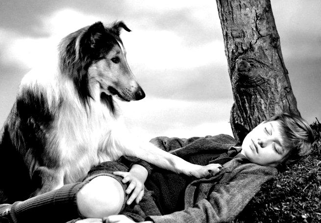 Lassie