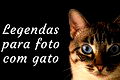60 legendas para foto de gato que demonstram amor