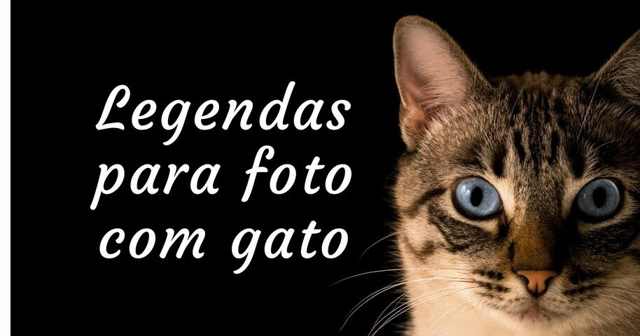 Gatita Tumblr ❤️  Fotos de animais fofos, Fotos de gatinhos