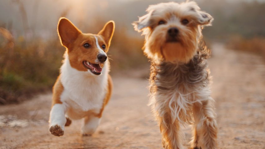 80 legendas perfeitas para fotos com cachorro: das fofas às engraçadas -  Pensador