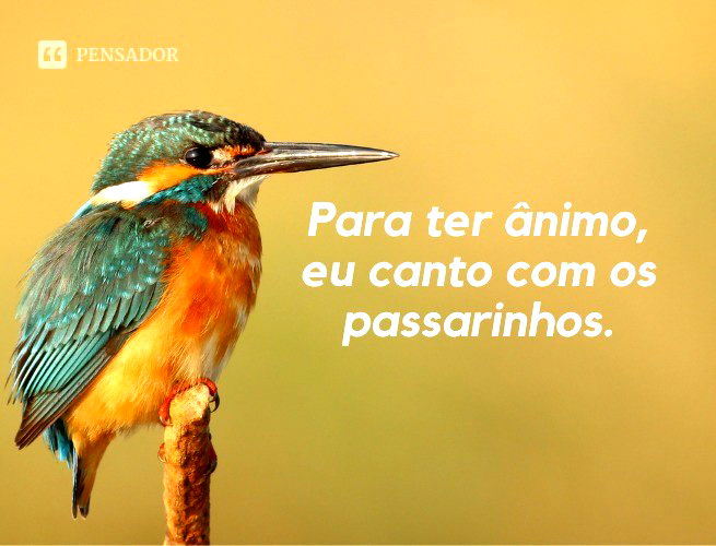 70 FRASES sobre PÁSSAROS e natureza