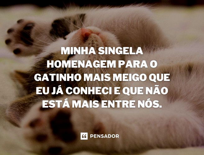 Sua vida gatinho de gente!