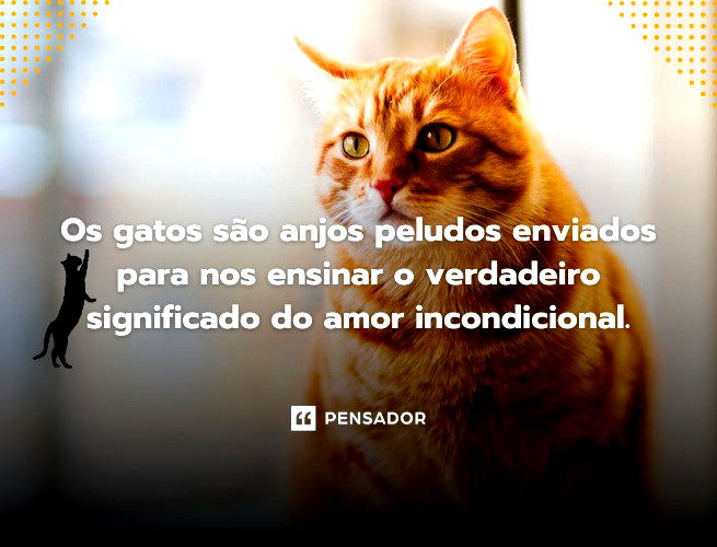 22 frases sobre gatos para quem ama esses felinos ? - Pensador