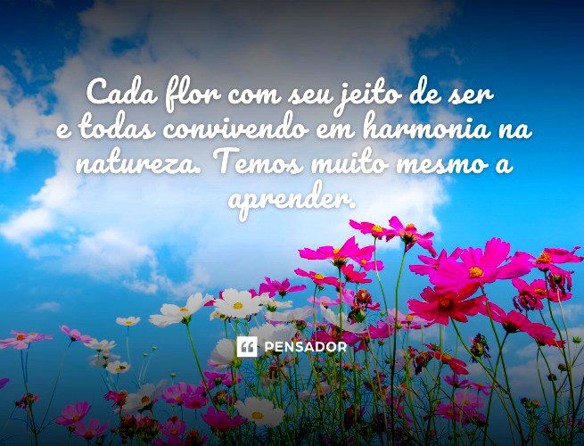 Flores e Frases