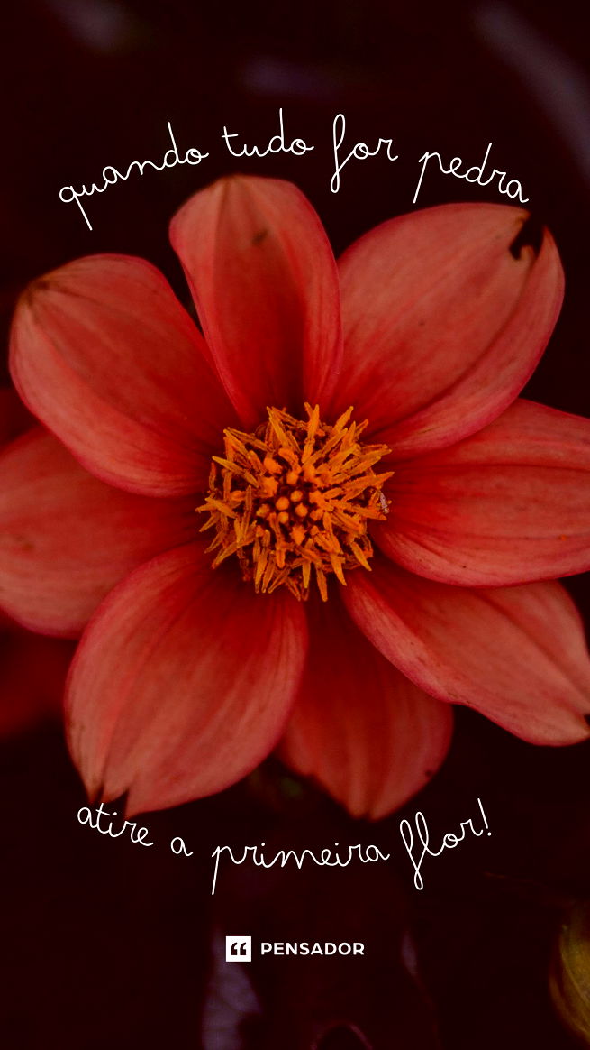 Quando tudo for pedra, atire a primeira flor.