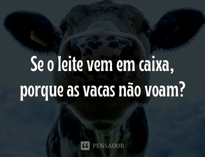 Frases Engraçadas - Pensador