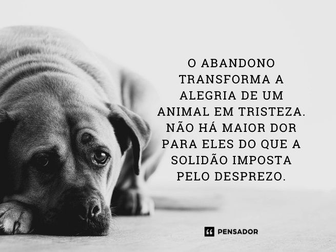 O abandono transforma a alegria de um animal em tristeza. Não há maior dor para eles do que a solidão imposta pelo desprezo.