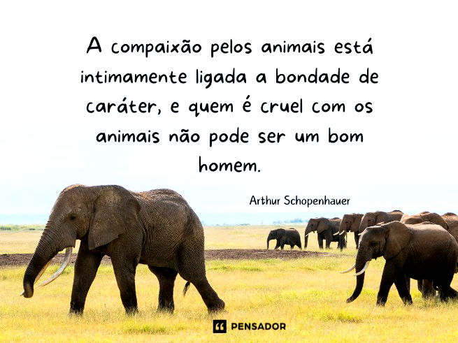 A compaixão pelos animais está intimamente ligada a bondade de caráter, e quem é cruel com os animais não pode ser um bom homem. Arthur Schopenhauer IM