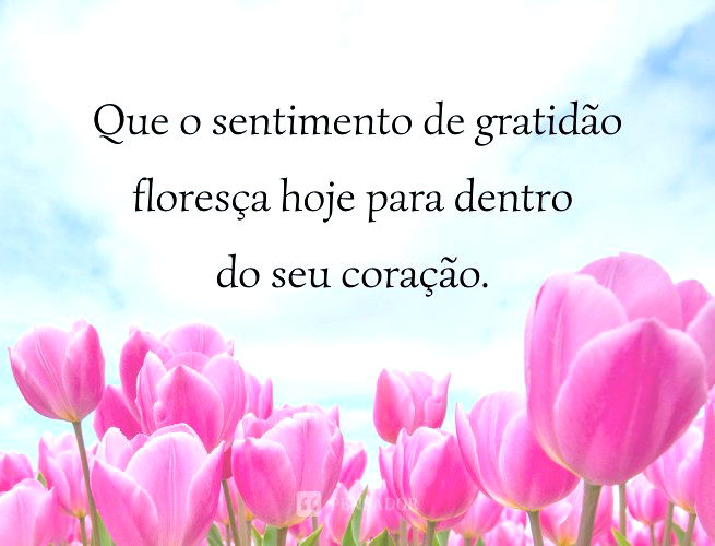 Que o sentimento de gratidão floresça hoje para dentro do seu coração.
