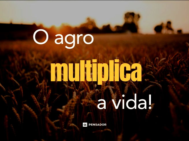 Plantação de trigo.