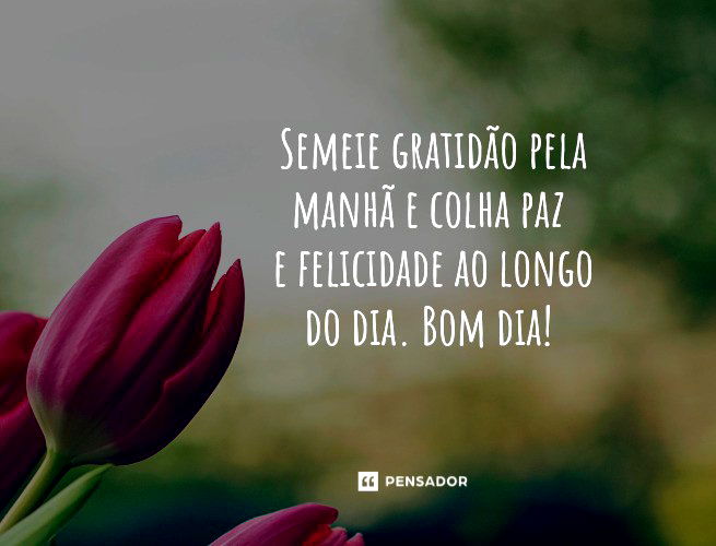 Semeie gratidão pela manhã e colha paz e felicidade ao longo do dia. Bom dia! 