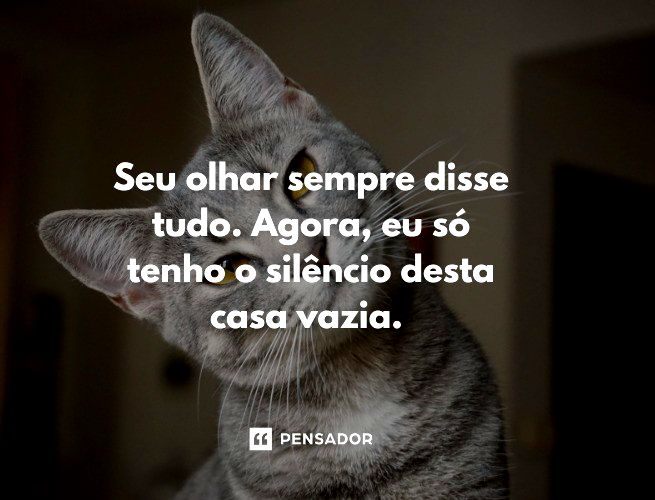 Por que meu gato está triste? – Se Meu Pet Falasse…